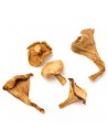 cantharellus