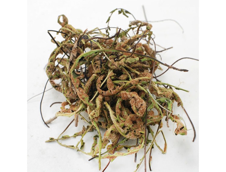 Ceterach officinarum herb