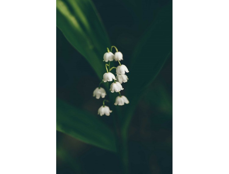 lily of the valey absolute