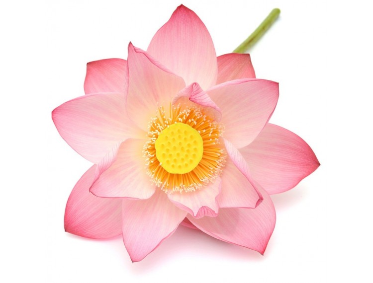 lotus pink absolute