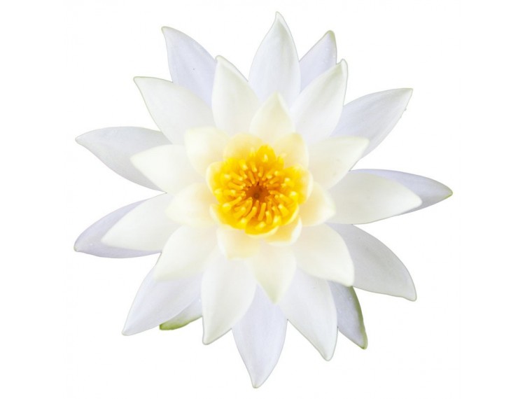 lotus white absolute