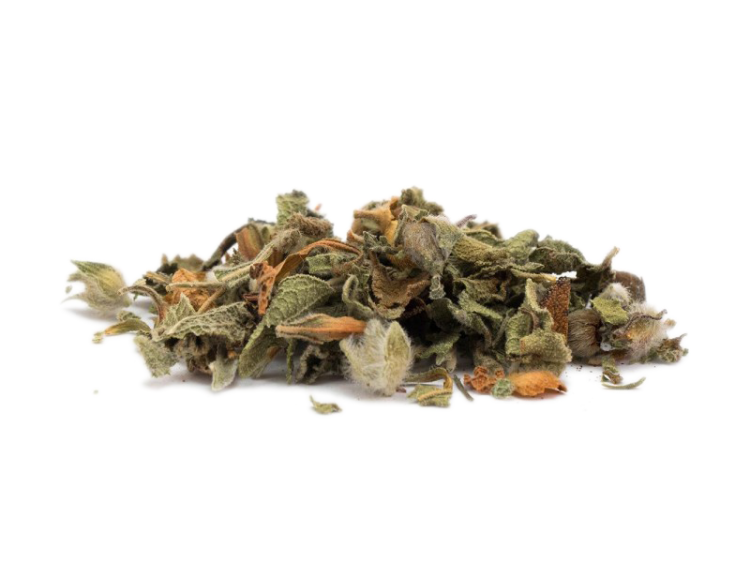 Cistus