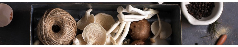 Mushrooms Honey Herbal Therapy Drops Power Foods