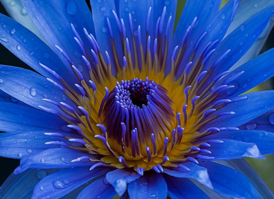 blue-lotus.jpg