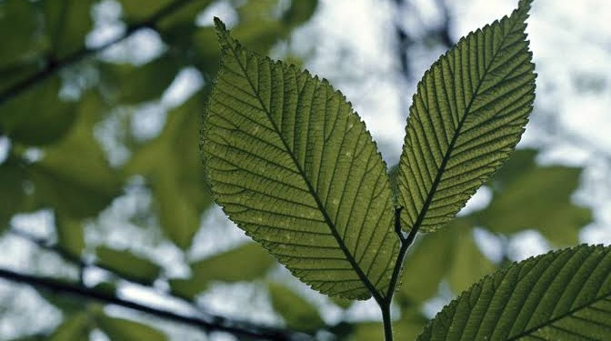 Κόκκινη φτελιά, η άγνωστη εκπληκτική φύση της που την κάνει τόσο μοναδική!
