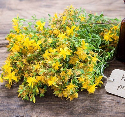 St.John's wort, this magical little flower with  petals! Get to know it better